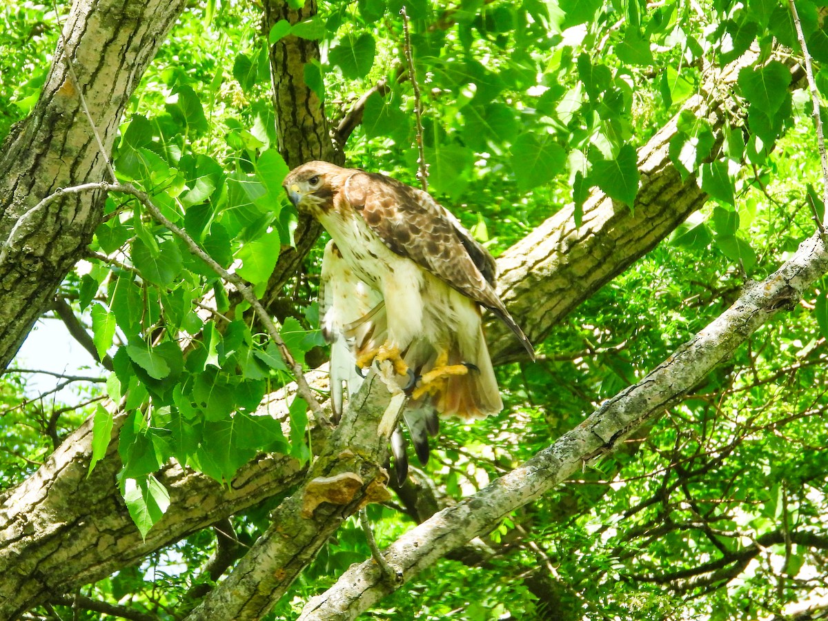 Red-tailed Hawk - ML619745867