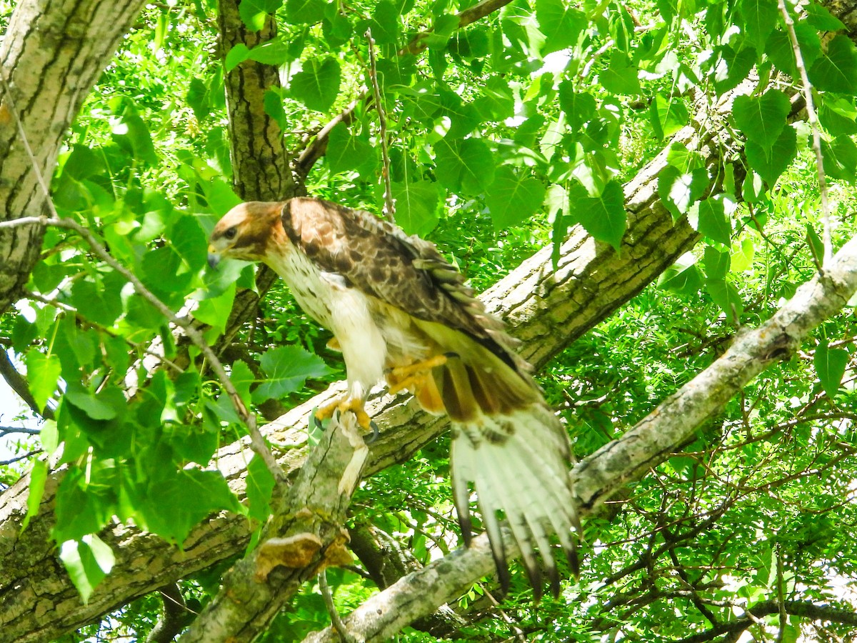 Red-tailed Hawk - ML619745868