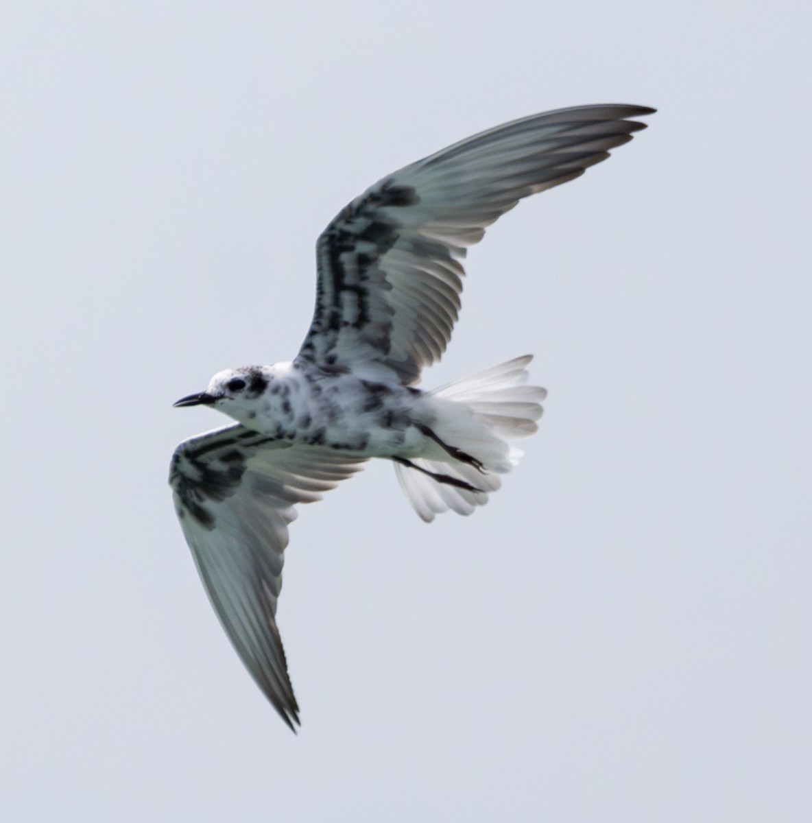 White-winged Tern - ML619745892