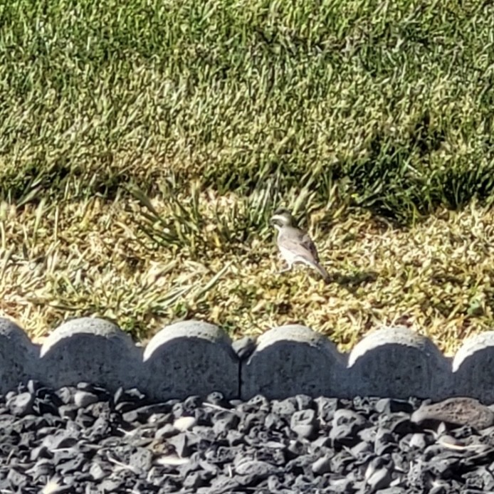 Black-throated Sparrow - ML619745924
