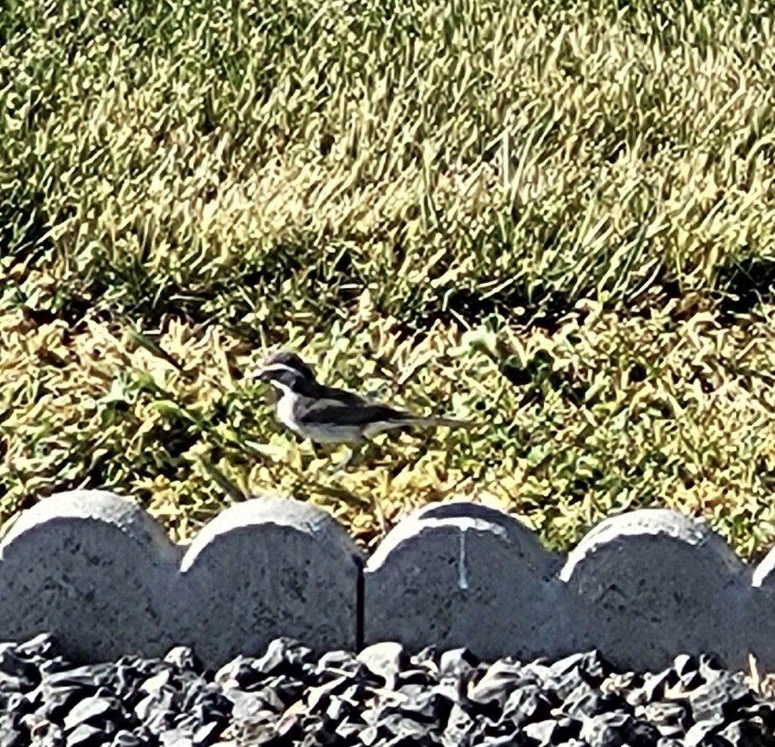 Black-throated Sparrow - ML619745925