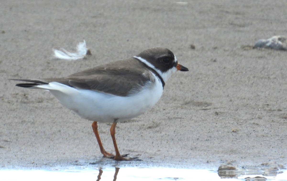Semipalmated Plover - ML619745959