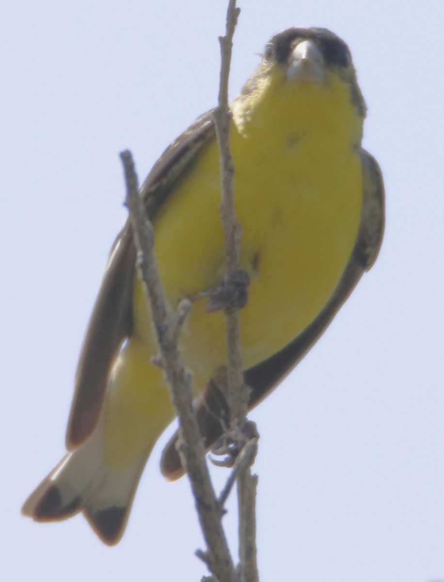 Yellow-breasted Chat - ML619745962