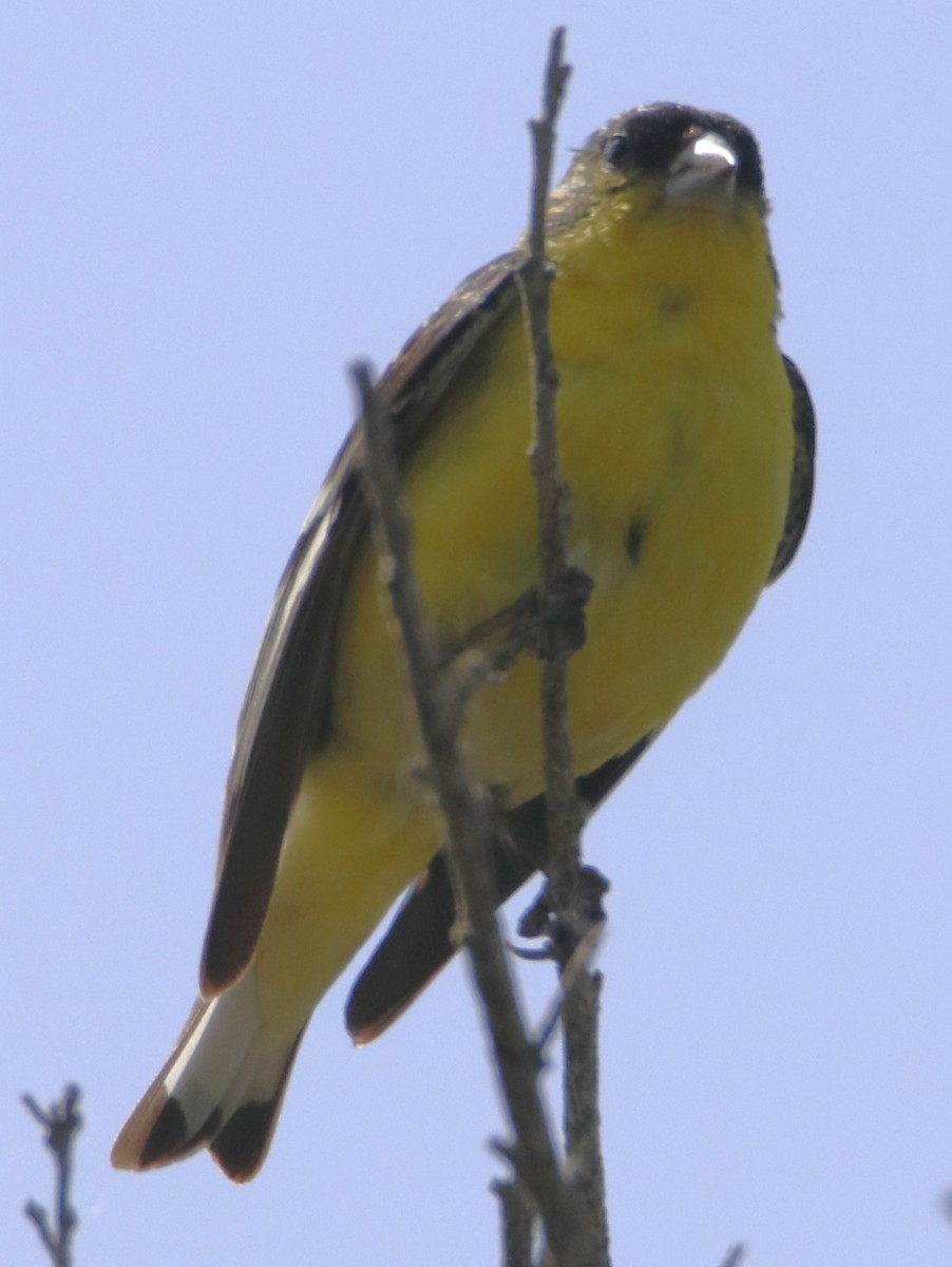 Yellow-breasted Chat - ML619745963