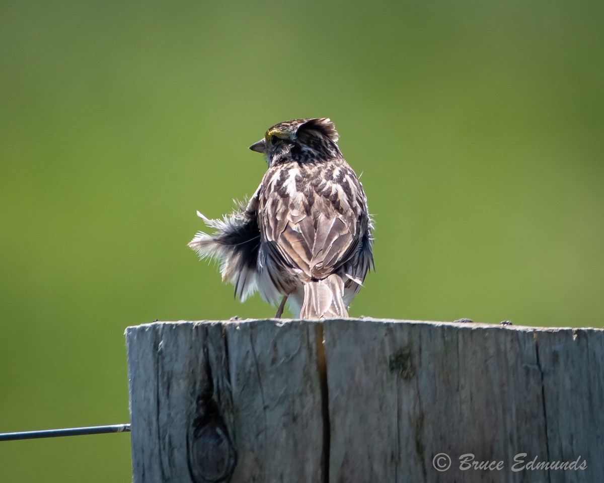 Savannah Sparrow - ML619745978