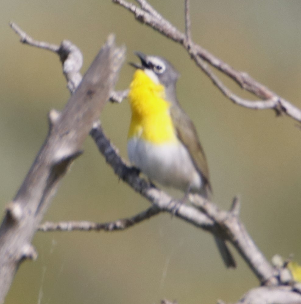 Yellow-breasted Chat - ML619745984