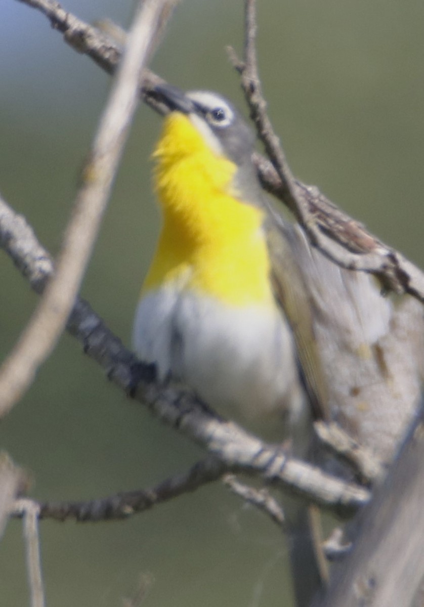 Yellow-breasted Chat - ML619745985