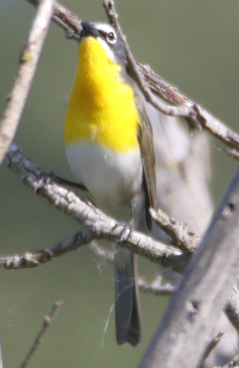 Yellow-breasted Chat - ML619745986