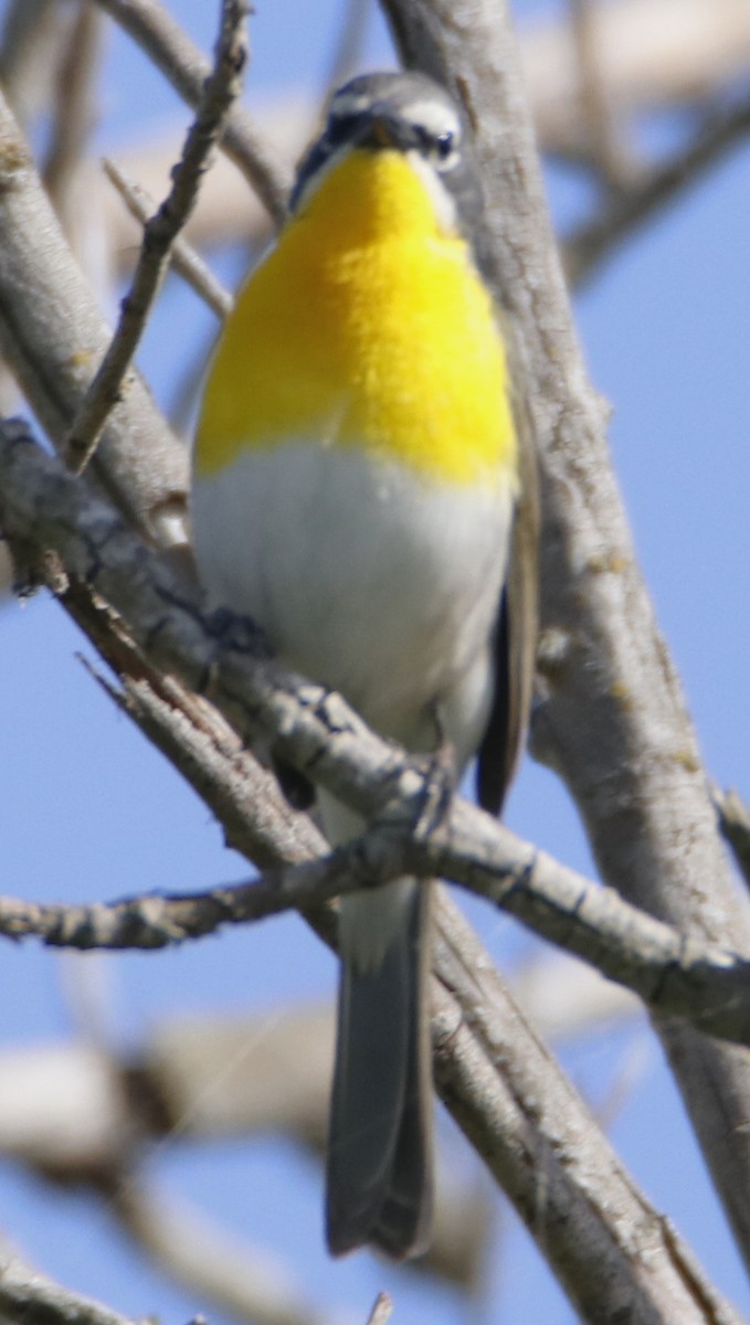 Yellow-breasted Chat - ML619745987