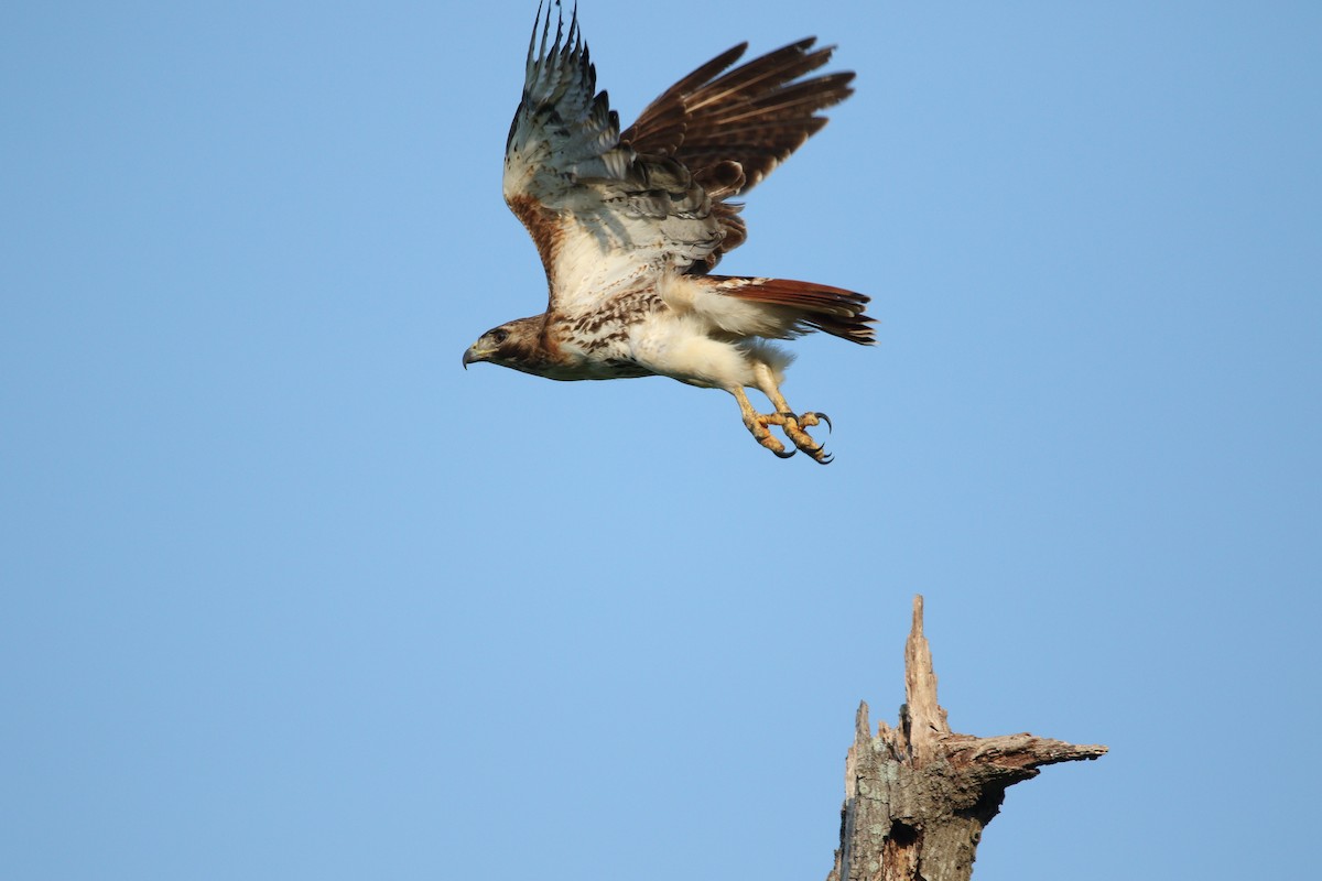 Red-tailed Hawk - ML619745989