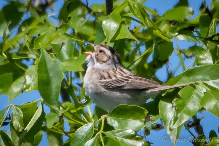 Clay-colored Sparrow - ML619745995