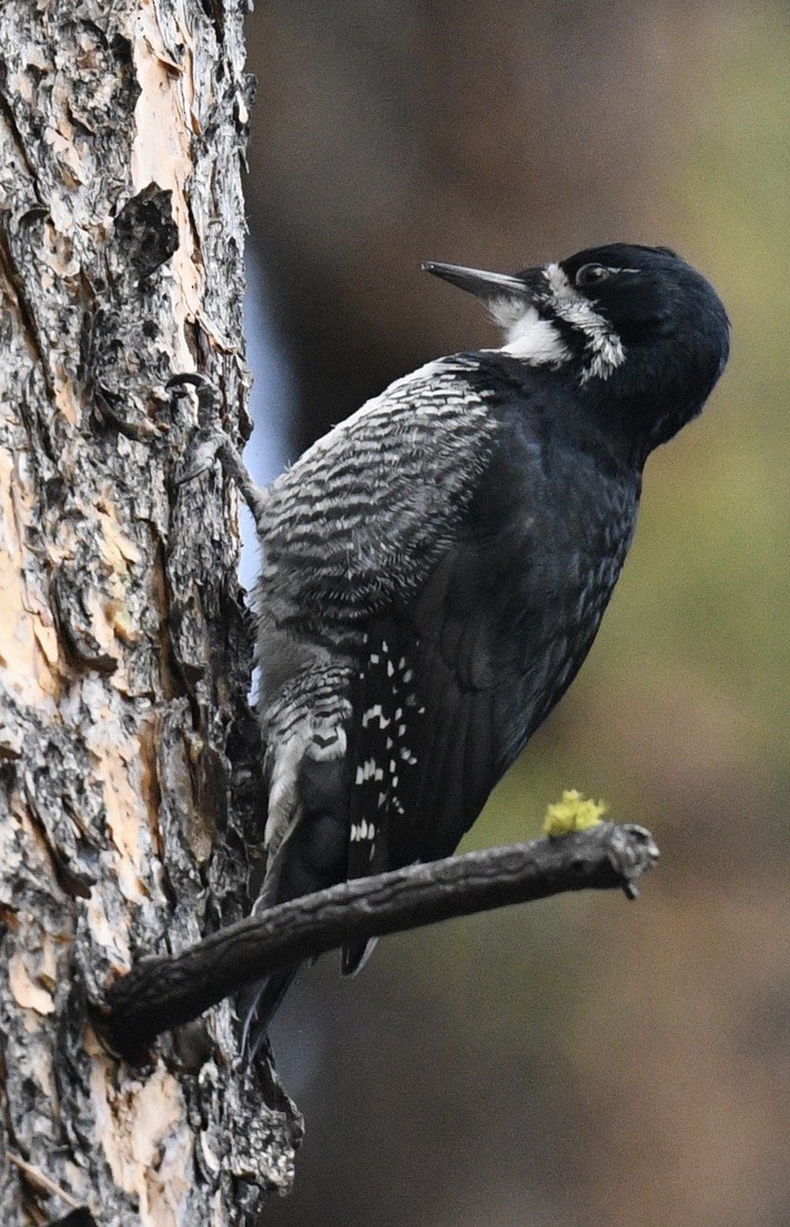 Black-backed Woodpecker - ML619746010