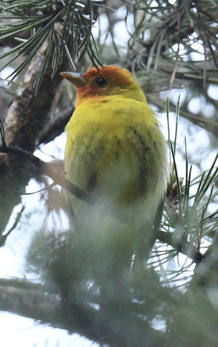 Western Tanager - ML619746034