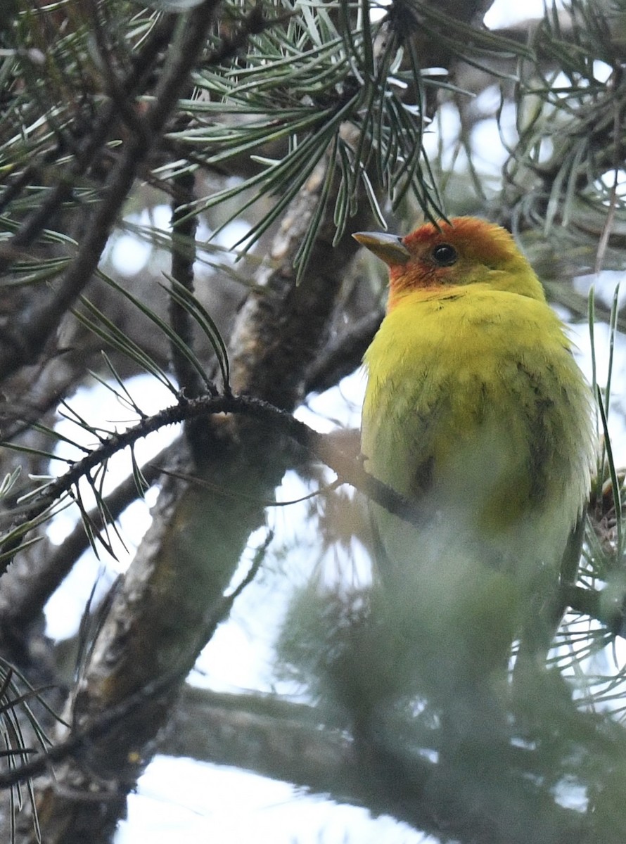 Western Tanager - ML619746035