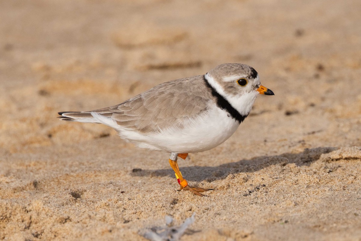 Piping Plover - ML619746052