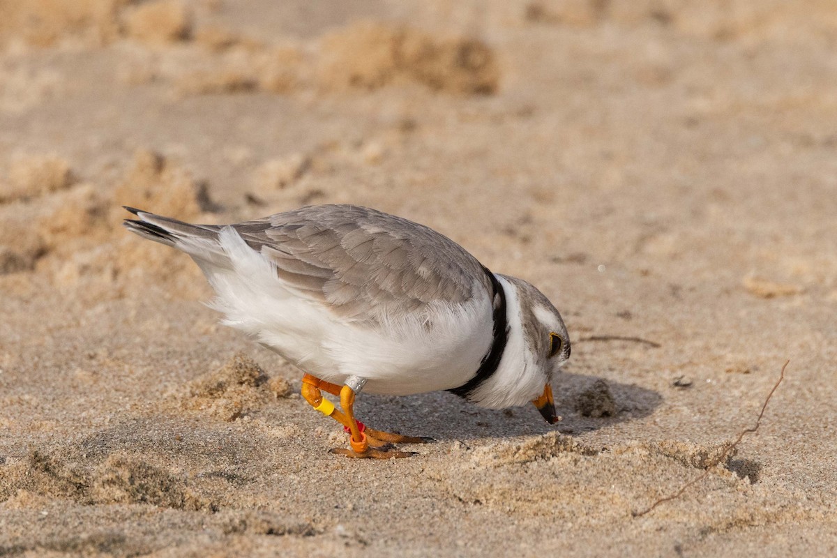 Piping Plover - ML619746059