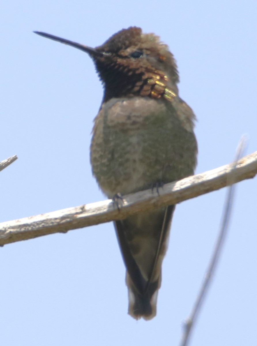 Anna's Hummingbird - ML619746061
