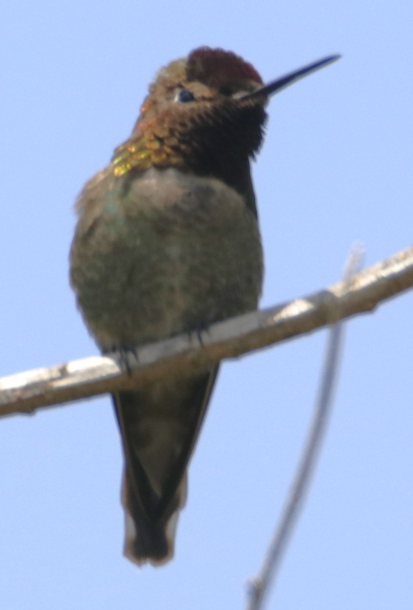Anna's Hummingbird - ML619746062