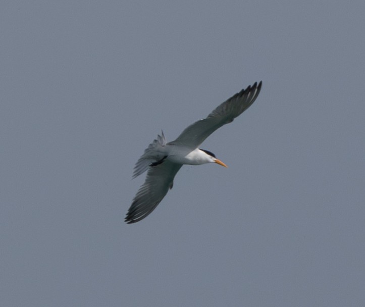 Lesser Crested Tern - ML619746070
