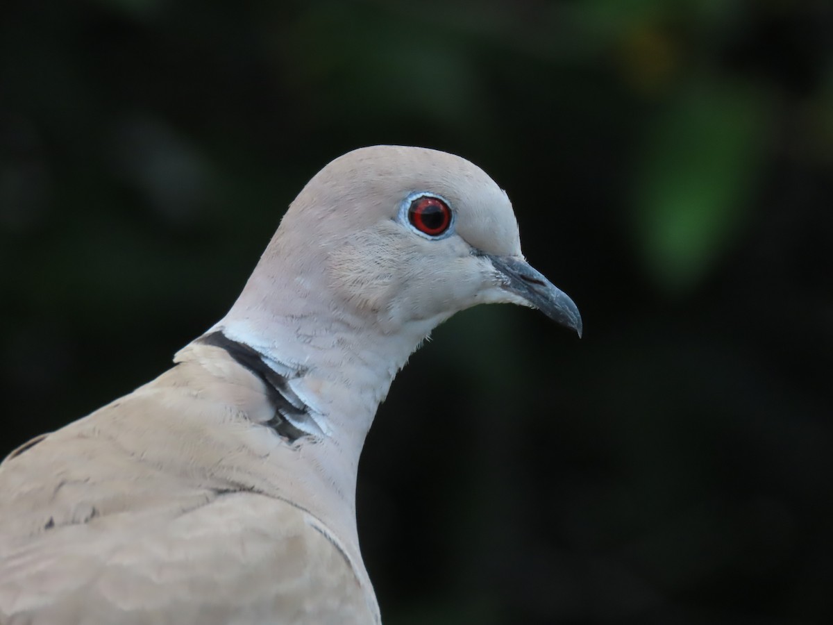 Eurasian Collared-Dove - ML619746086