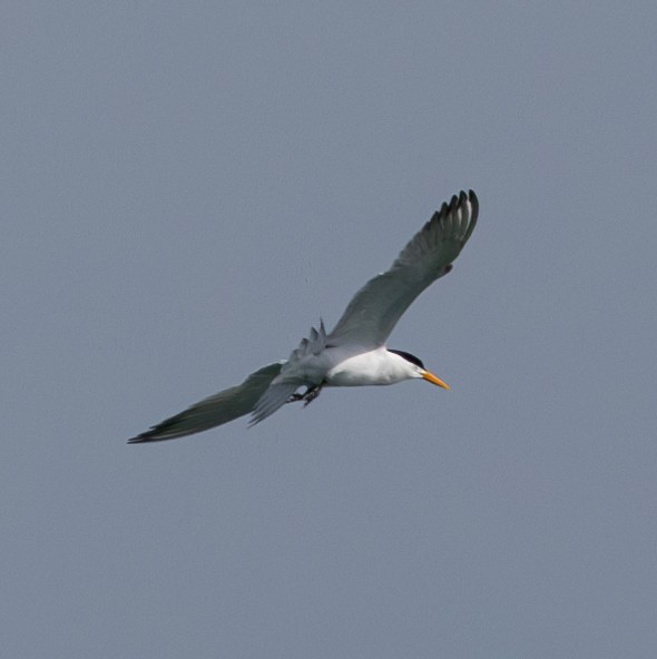 Lesser Crested Tern - ML619746100