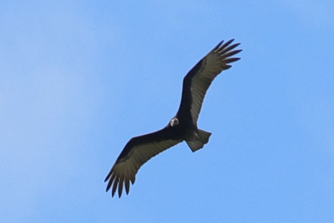 Turkey Vulture - ML619746140