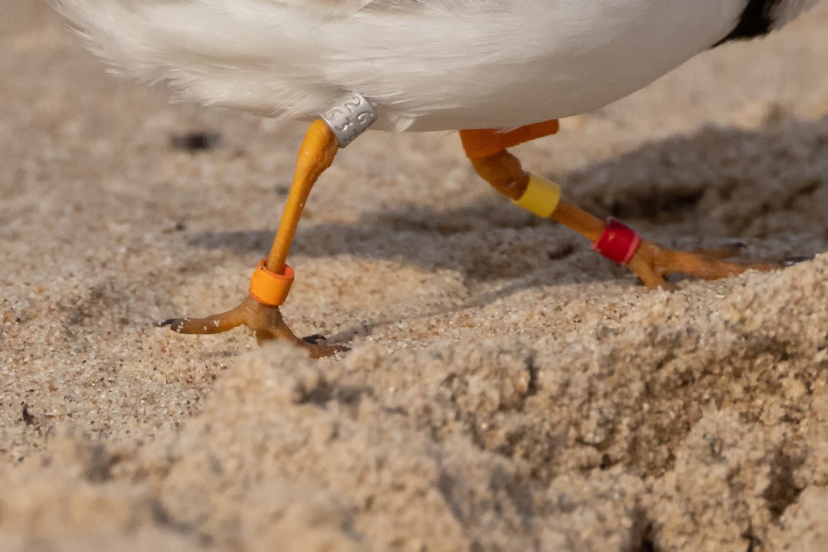 Piping Plover - ML619746210