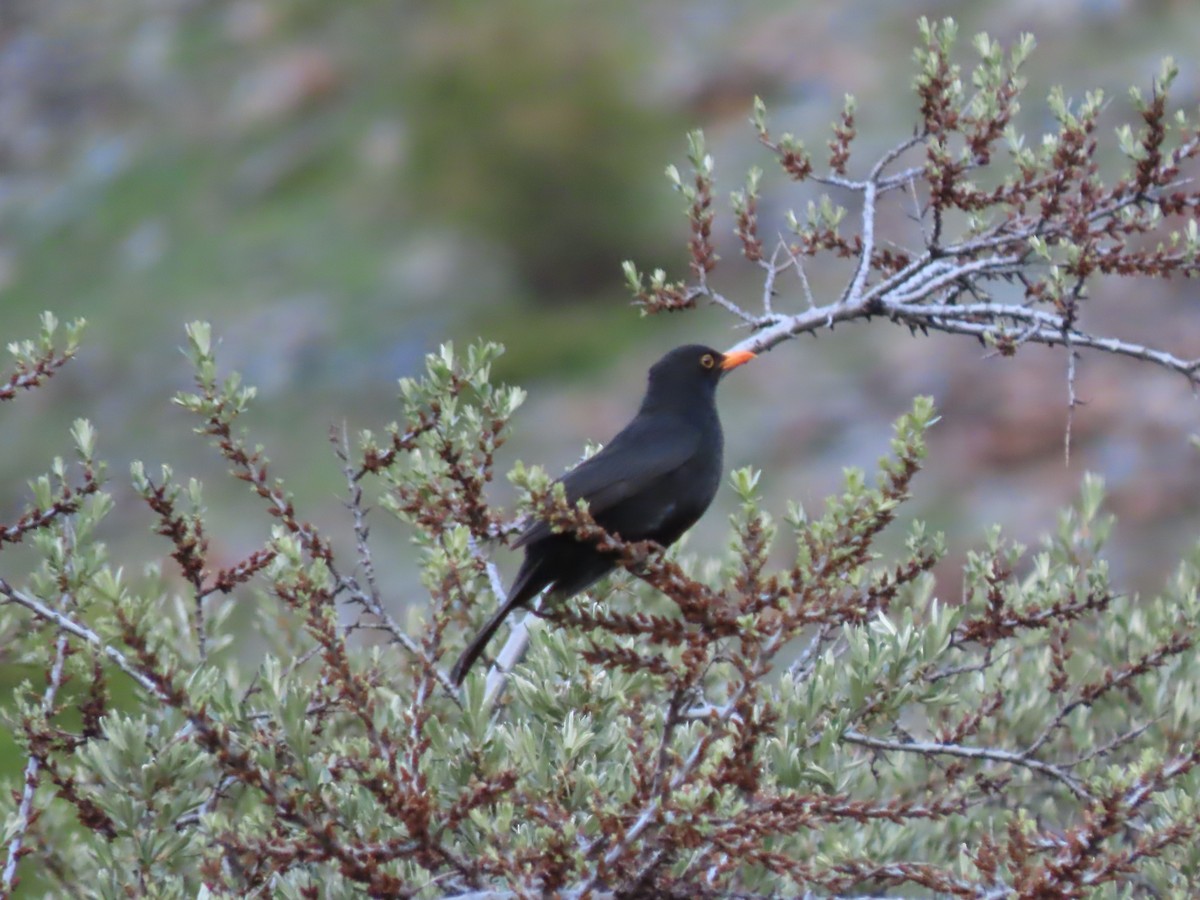 Eurasian Blackbird - ML619746219