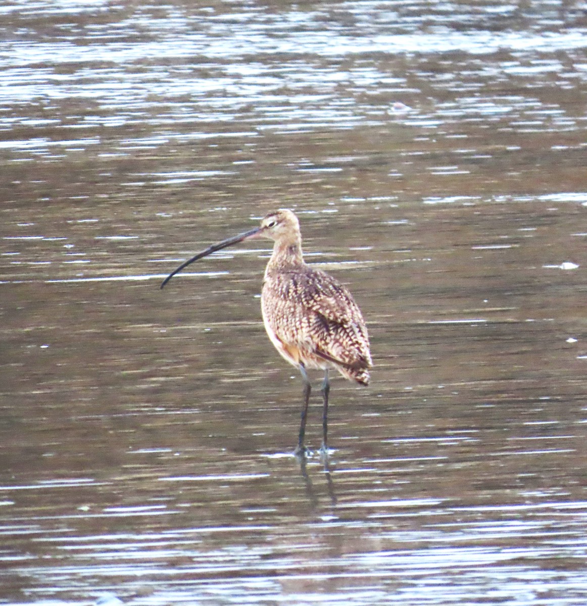 Long-billed Curlew - ML619746271