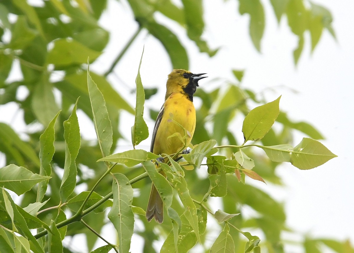 Orchard Oriole - ML619746279