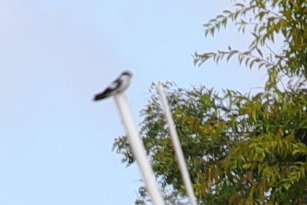 White-winged Swallow - ML619746323