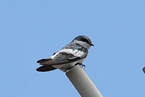 White-winged Swallow - ML619746324
