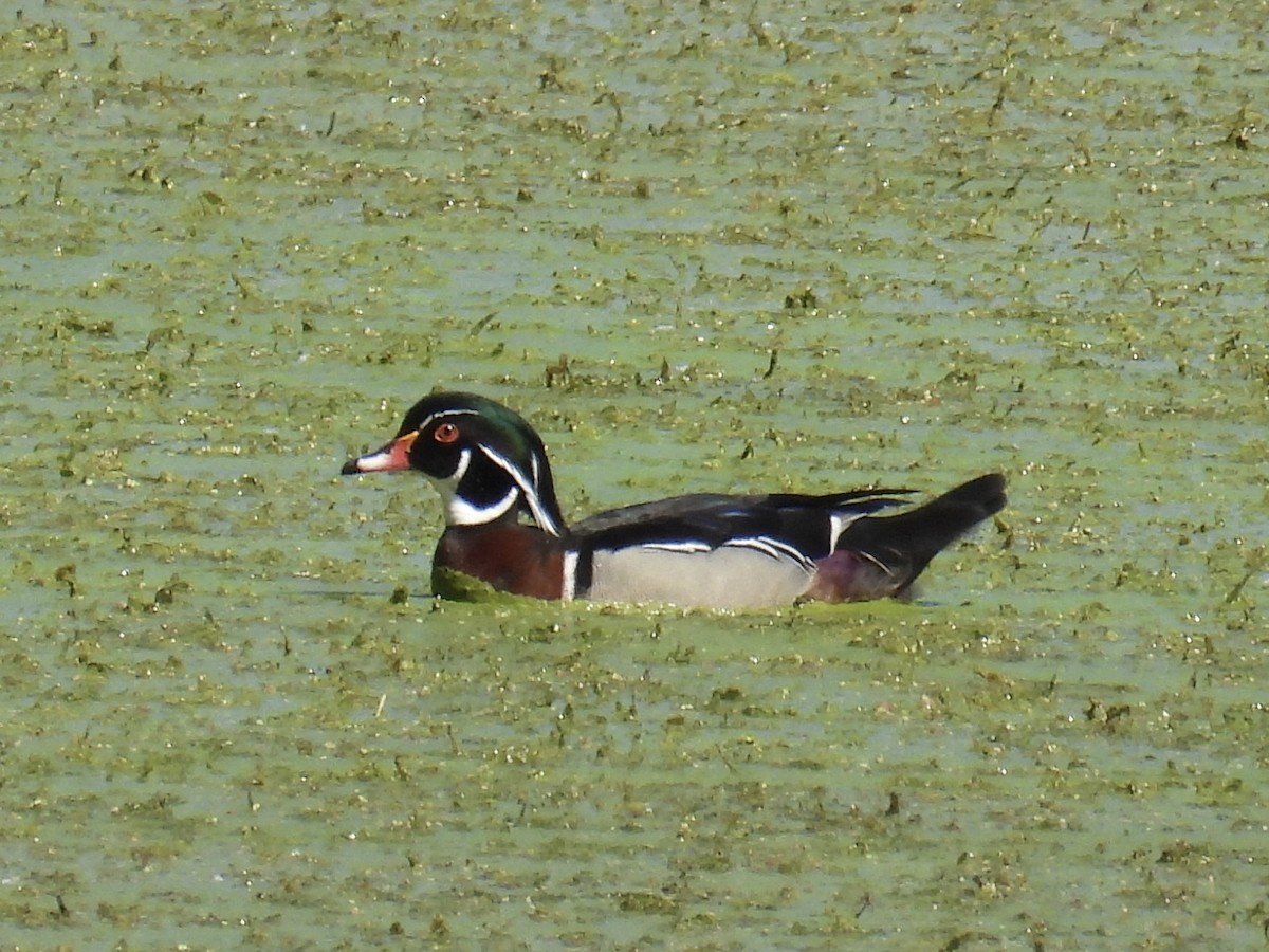 eBird Checklist 28 May 2024 Timber Ridge Forest PreserveWest 15