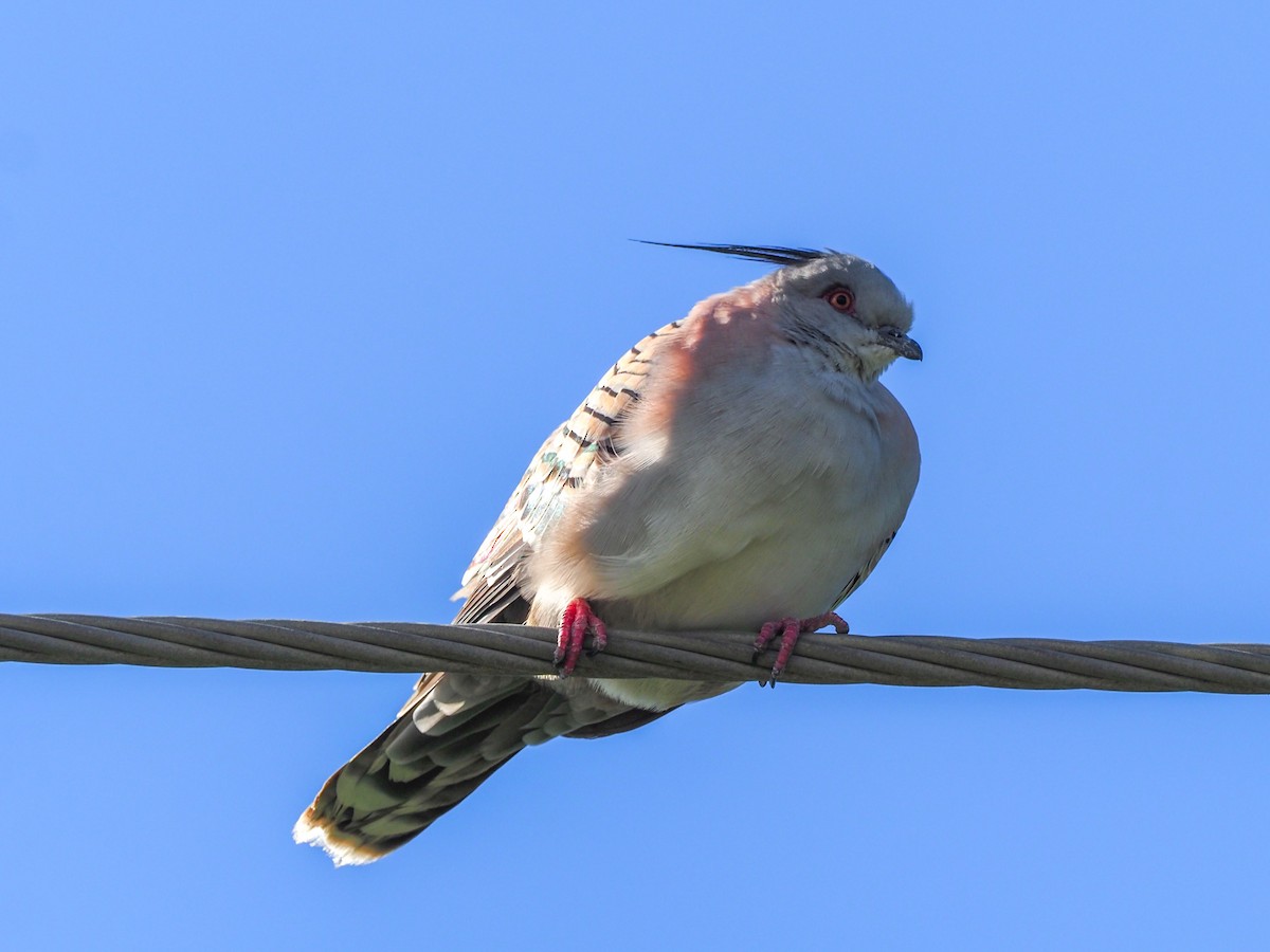 Crested Pigeon - ML619746508