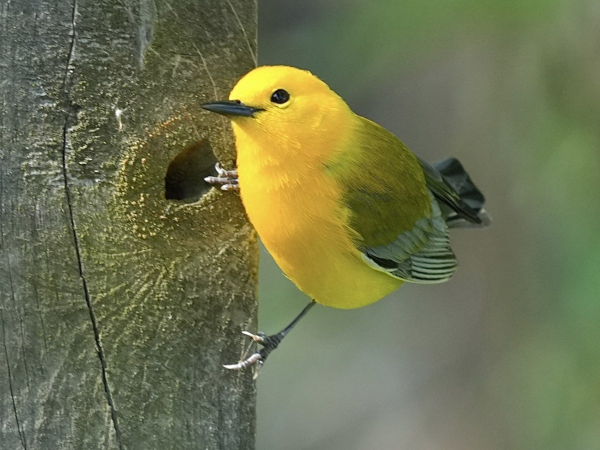Prothonotary Warbler - ML619746515
