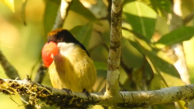 Yellow-crowned Flowerpecker - ML619746569