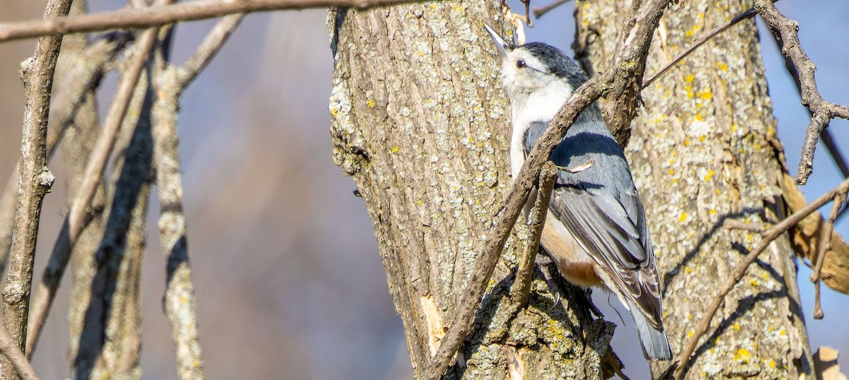 White-breasted Nuthatch - ML619746639