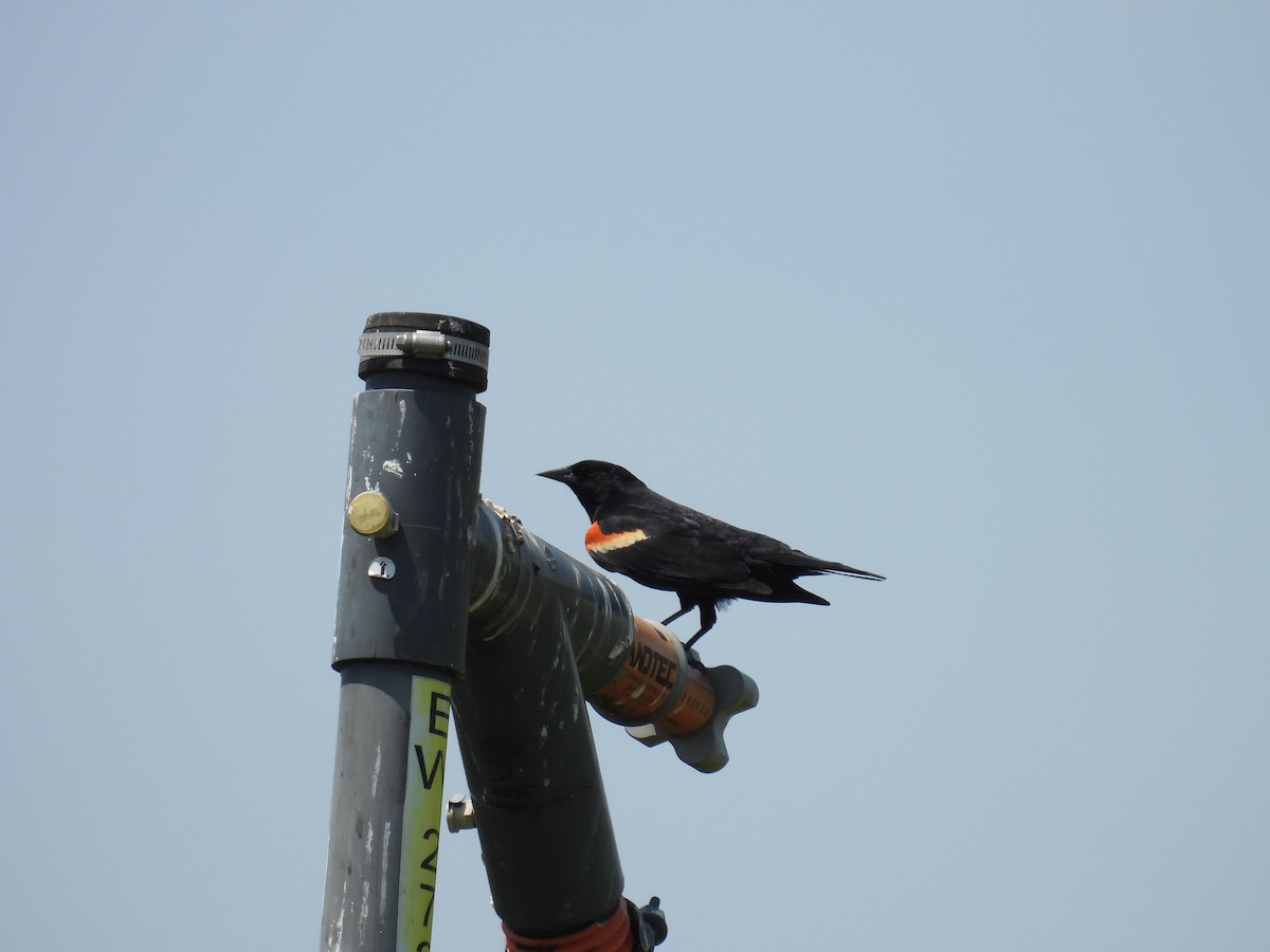 Red-winged Blackbird - ML619746646