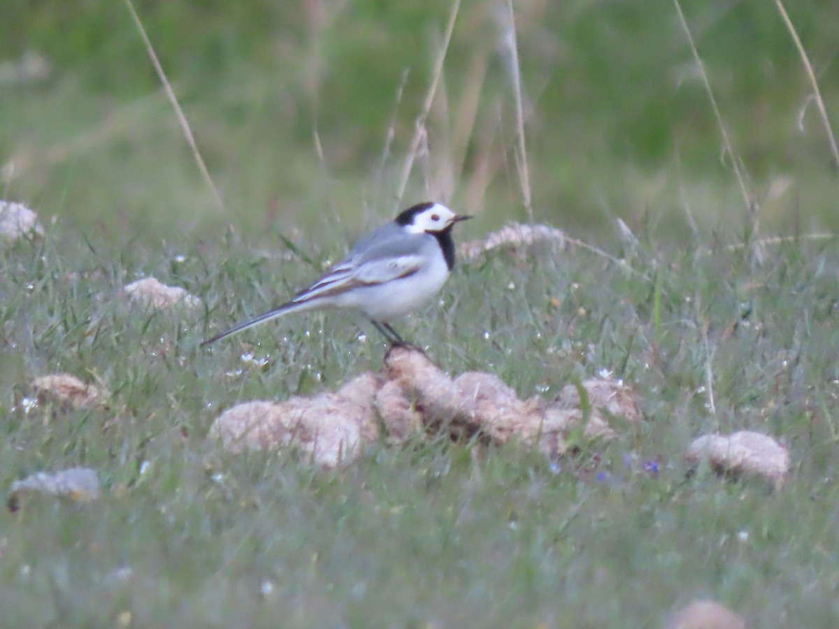 White Wagtail (White-faced) - ML619746670