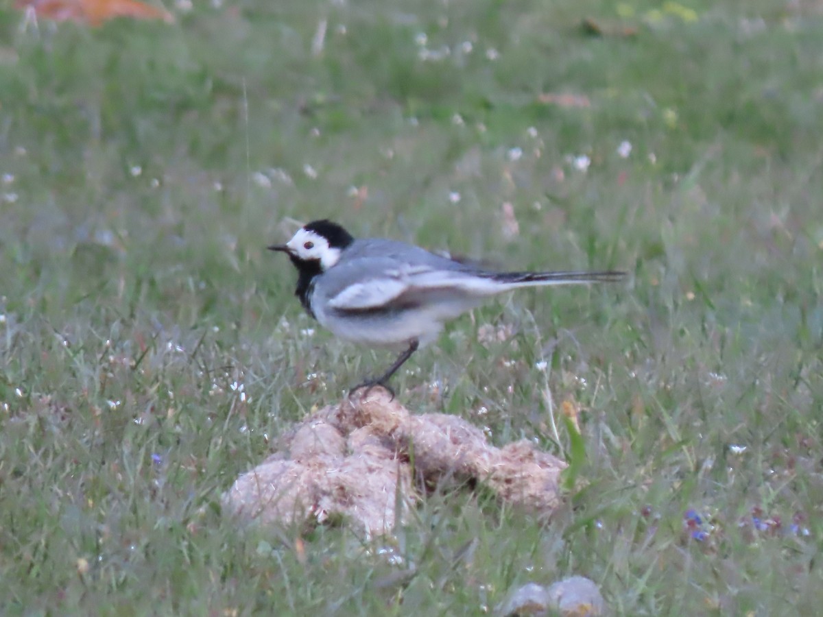 White Wagtail (White-faced) - ML619746671