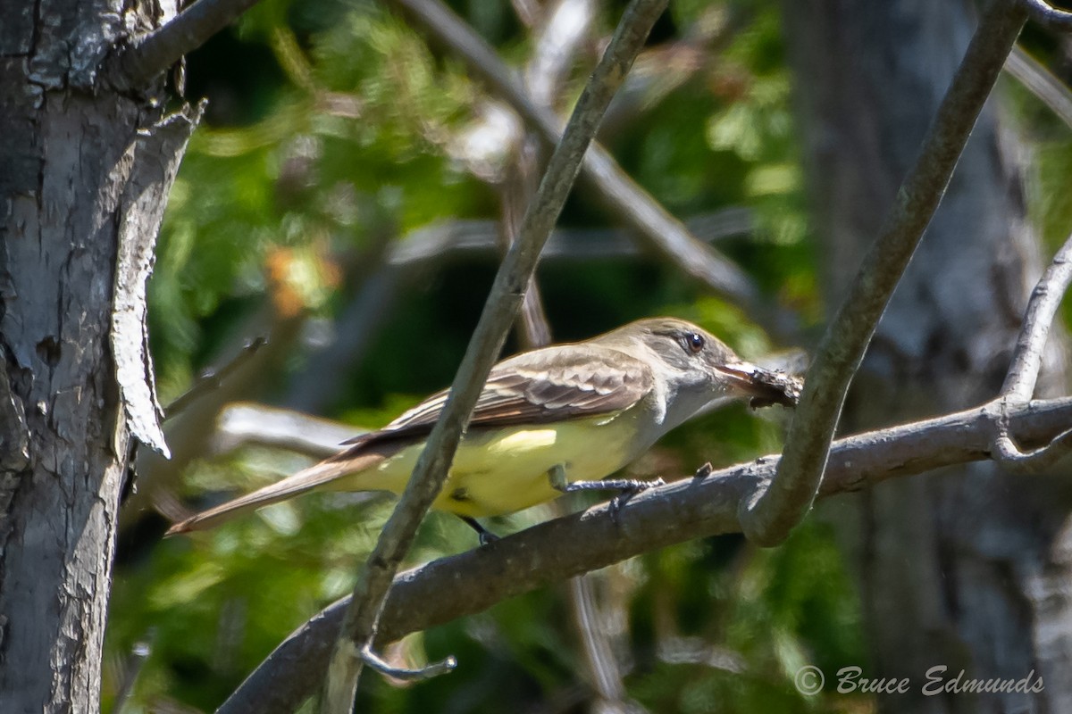 Great Crested Flycatcher - ML619746701