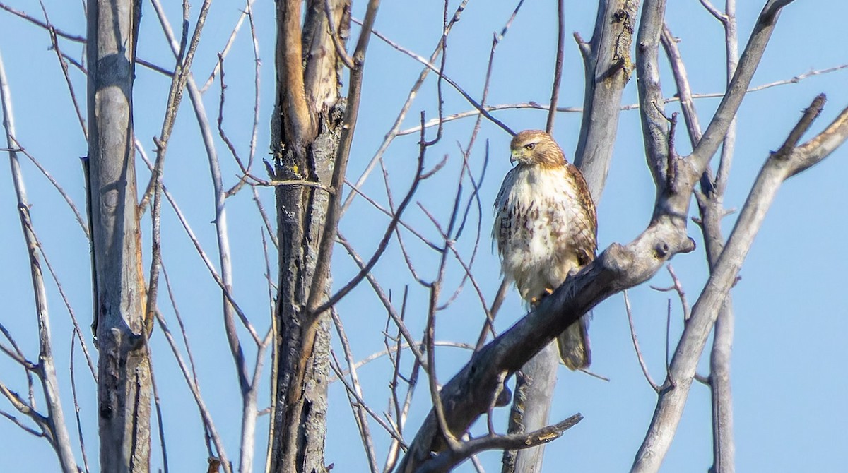 Red-tailed Hawk - ML619746704