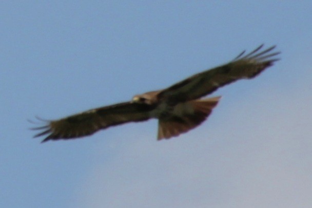 Red-tailed Hawk (borealis) - ML619746784