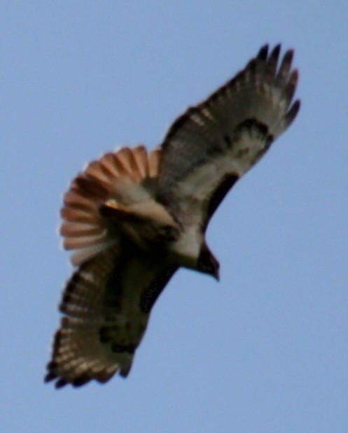 Red-tailed Hawk (borealis) - ML619746785