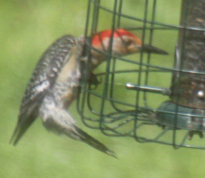 Red-bellied Woodpecker - ML619746789