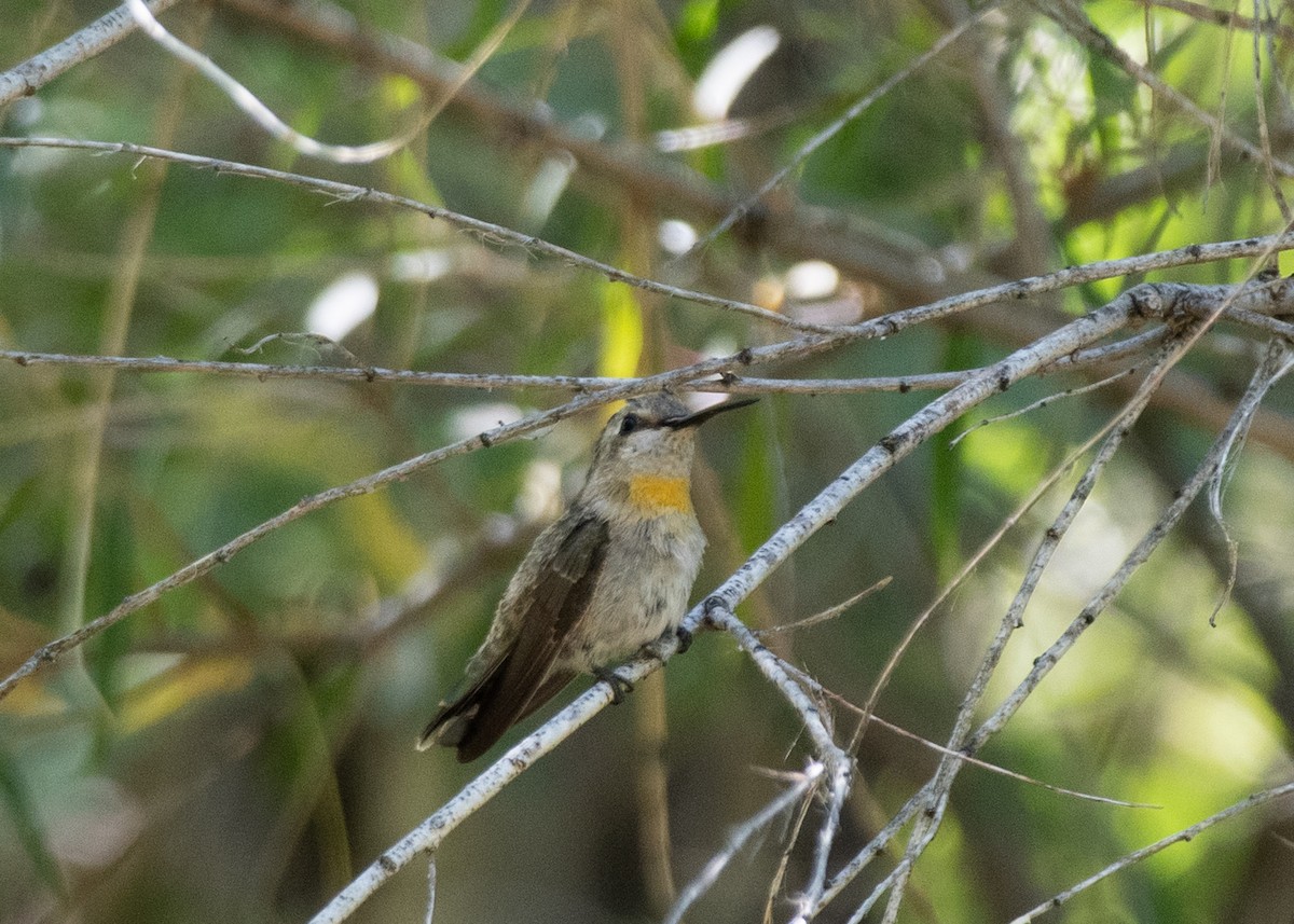 Black-chinned Hummingbird - ML619746864