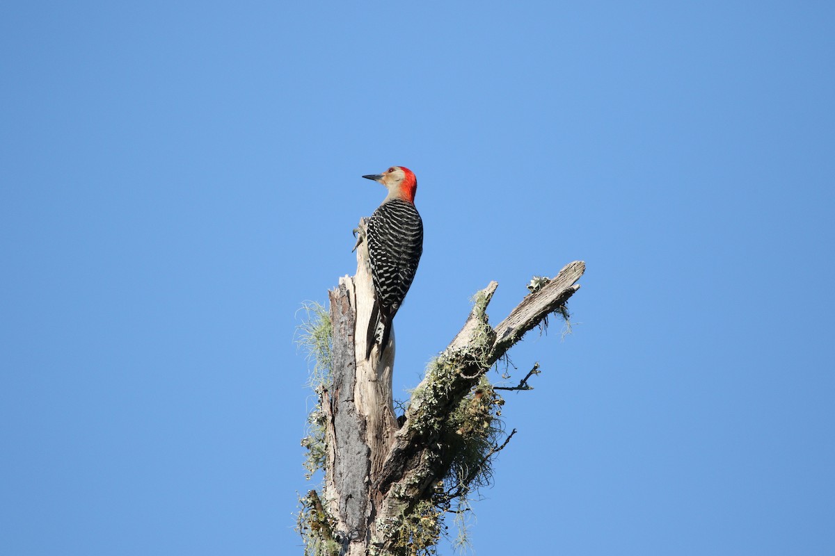Red-bellied Woodpecker - ML619746873