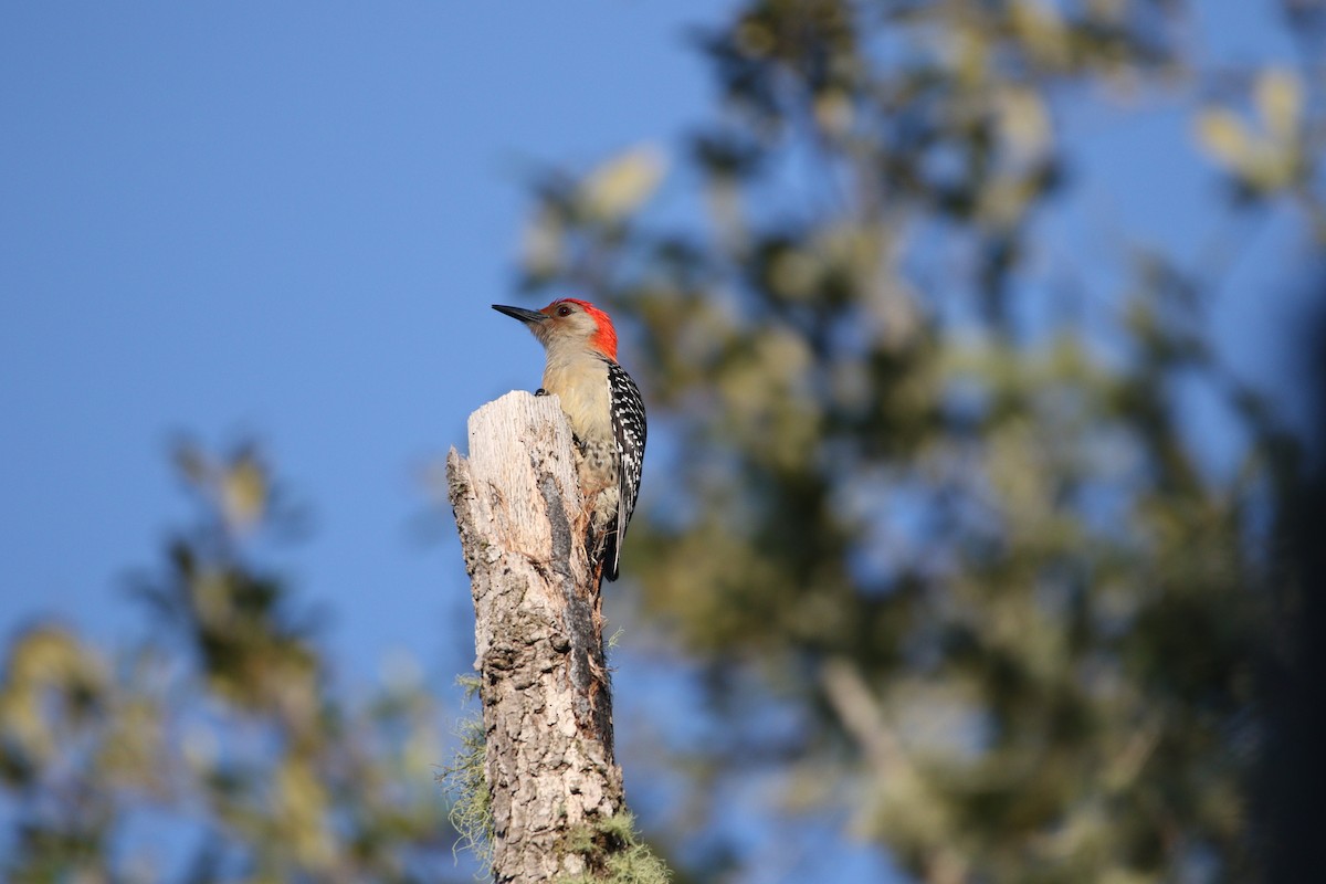 Red-bellied Woodpecker - ML619746887