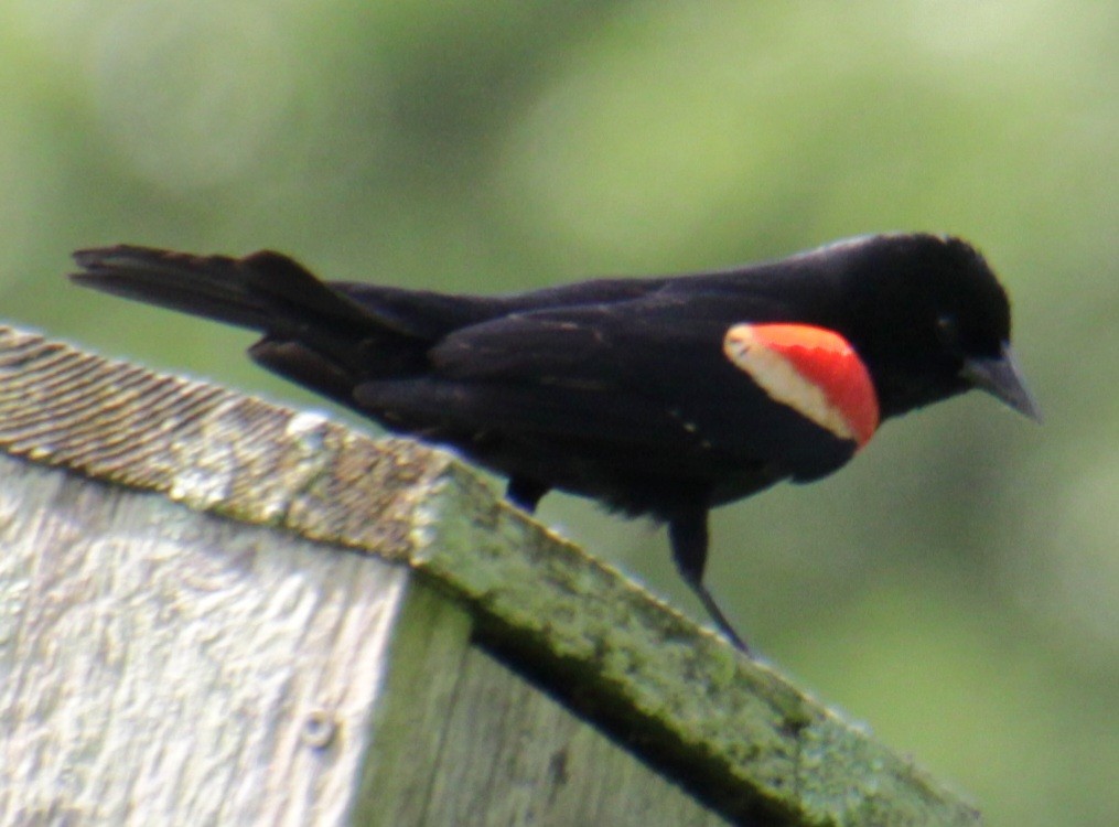 Red-winged Blackbird (Red-winged) - ML619746901