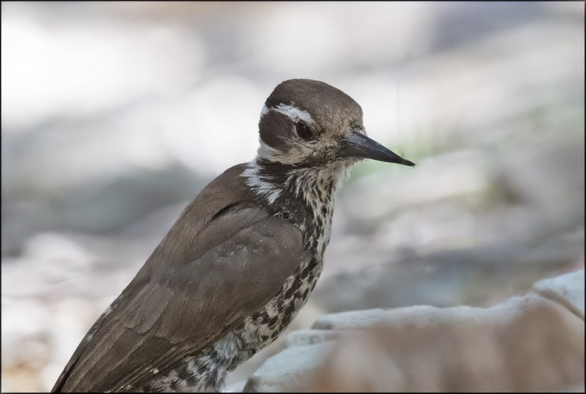Arizona Woodpecker - ML619746905